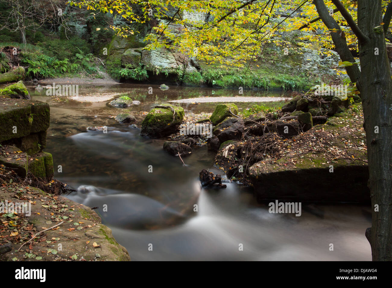 Rapids che scorre lungo la foresta Foto Stock