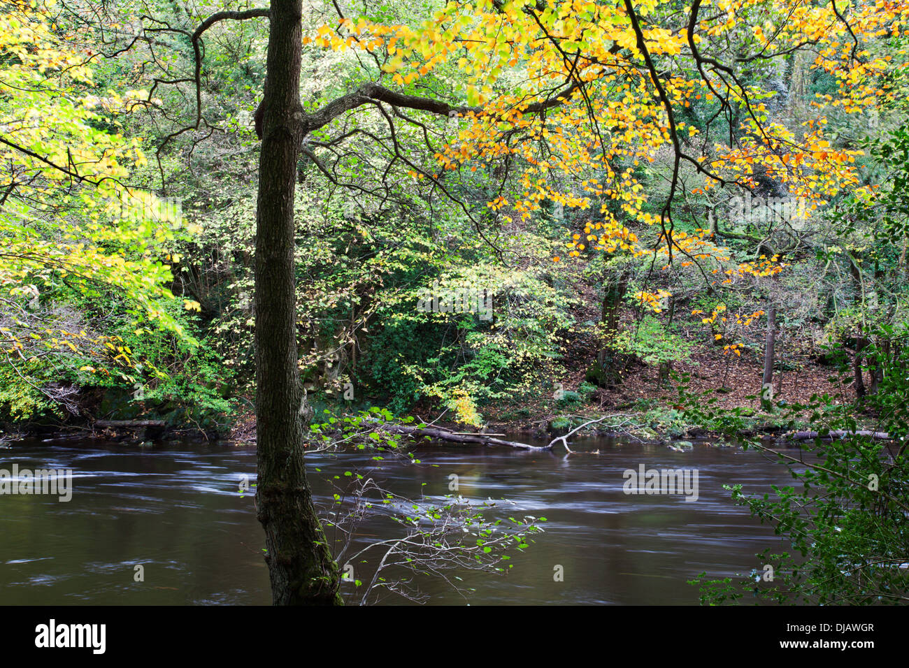 Autumn Tree dal fiume Nidd in autunno Nidd Gorge vicino a Knaresborough North Yorkshire, Inghilterra Foto Stock