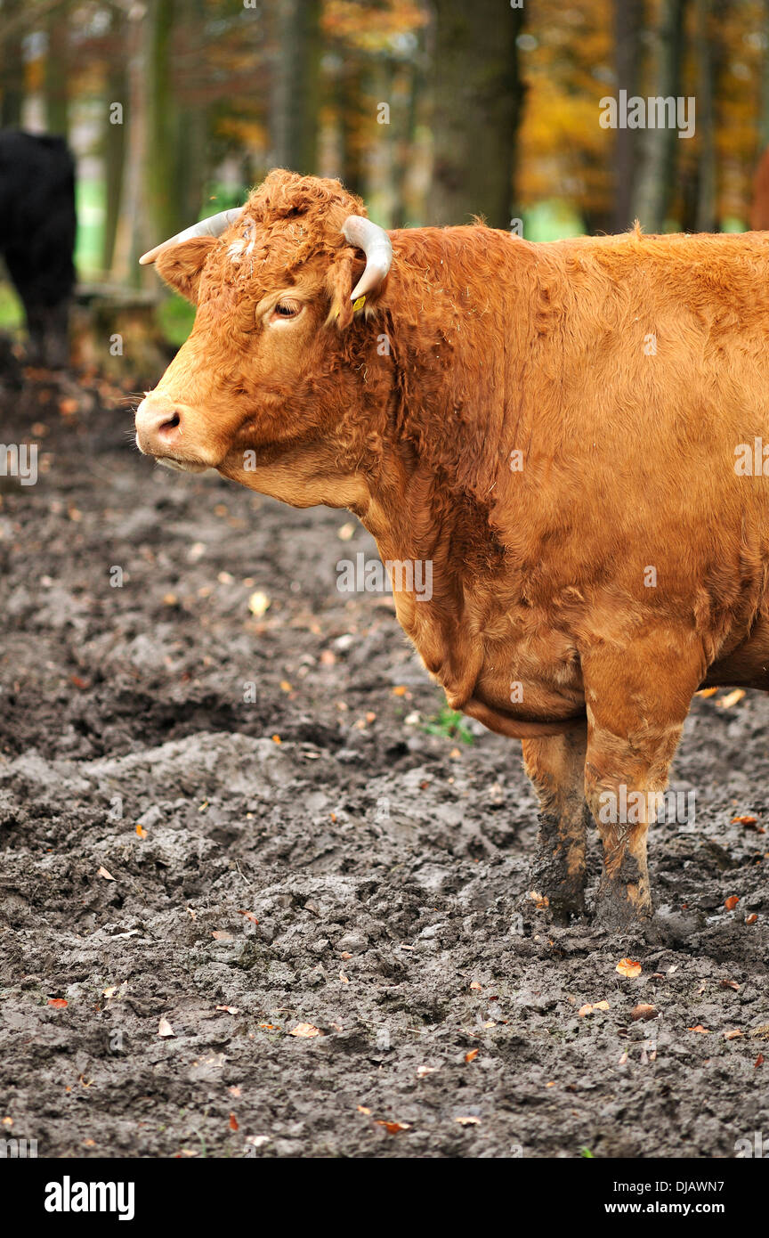 Rosso-marrone di mucca, incrocio tra Limousin e Simmental, in piedi nel fango, Baviera, Germania Foto Stock
