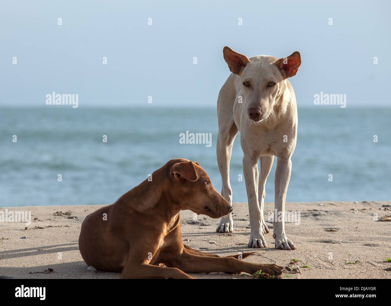Due lonely cani sulla spiaggia di Sri Lanka Foto Stock