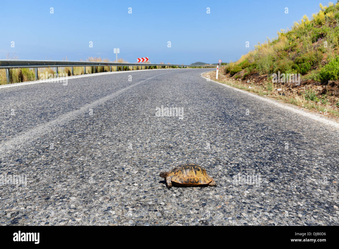 Sperone-thighed tartaruga (Testudo graeca) sulla strada, Gazipasa, provincia di Antalya, Turchia Foto Stock