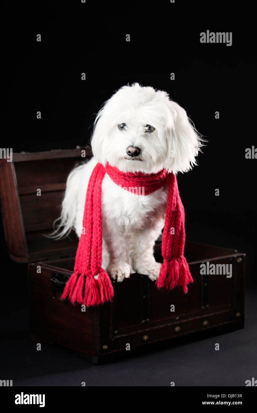 Cane maltese con sciarpa rossa in un piccolo scrigno Foto Stock