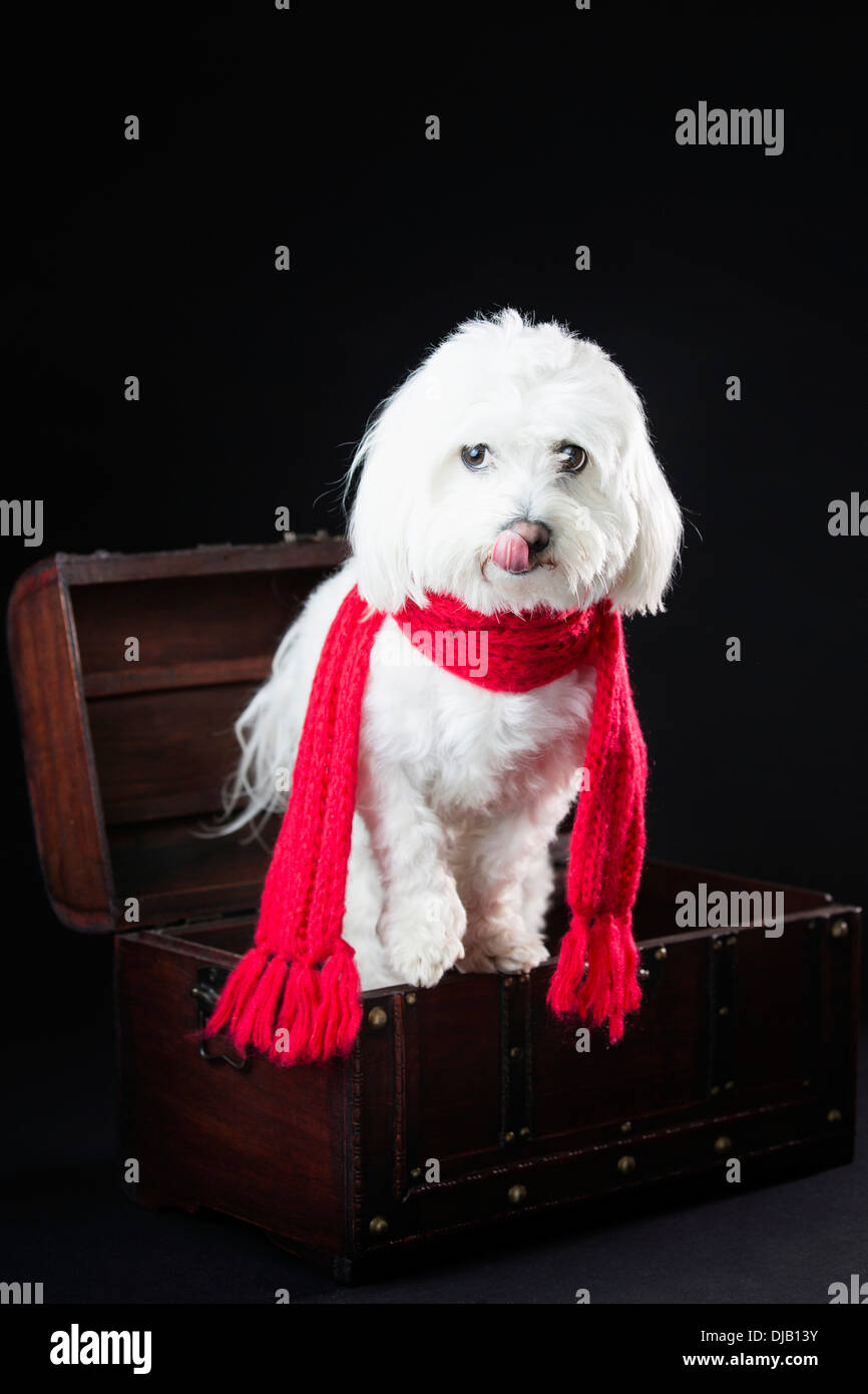 Cane maltese con sciarpa rossa in un piccolo scrigno Foto Stock