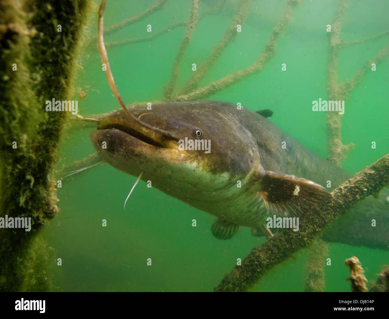 Wels siluro (Silurus glanis) nel lago di Ossiach, Villach, Carinzia, Austria Foto Stock