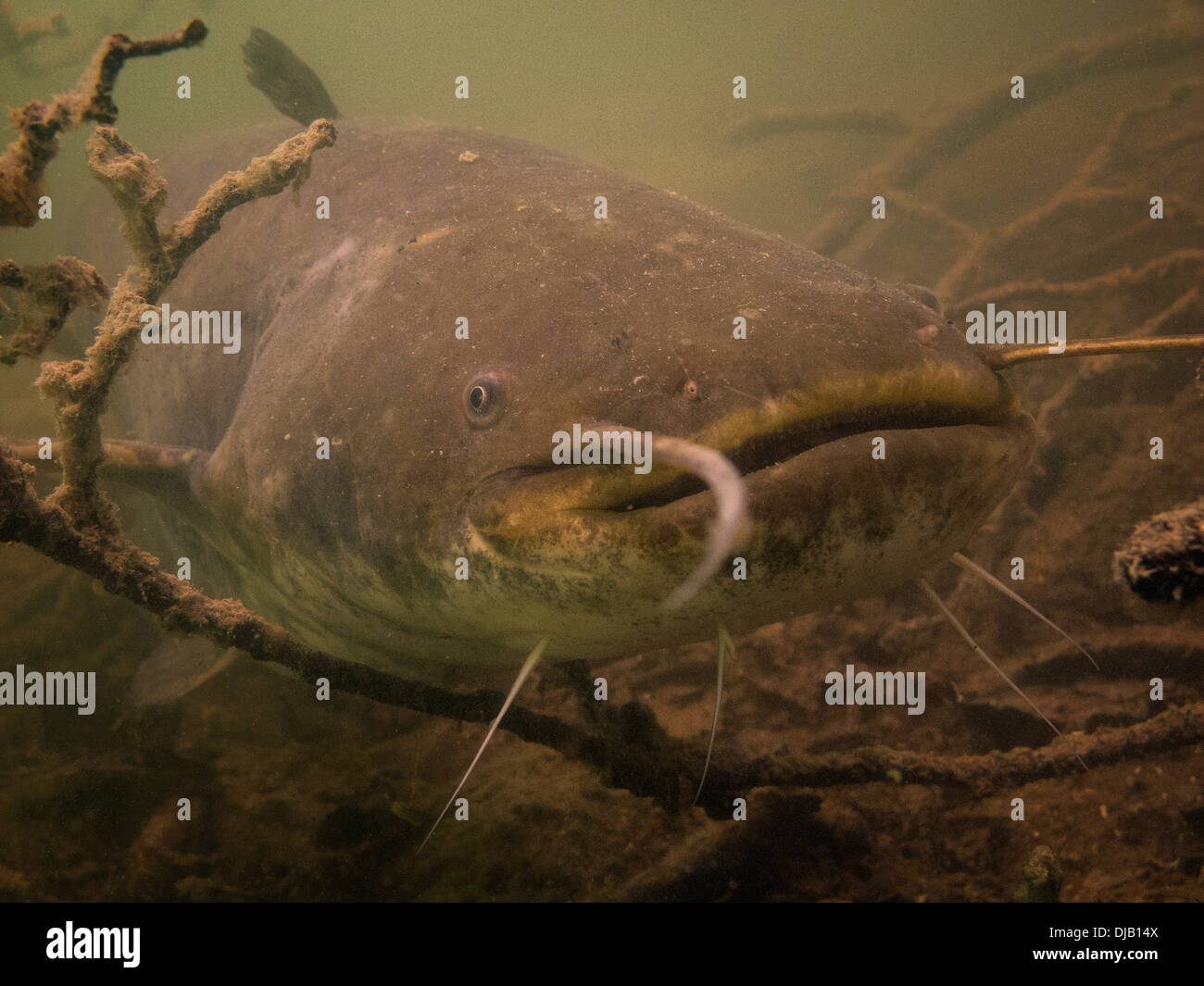 Wels siluro (Silurus glanis) nel lago di Ossiach, Villach, Carinzia, Austria Foto Stock