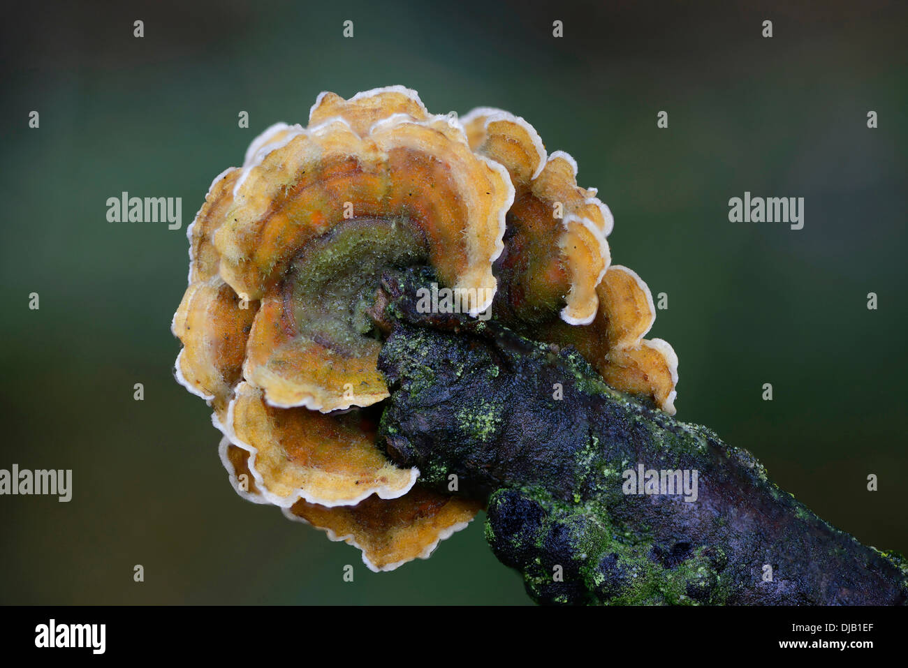 Spurgo crosta di quercia (Stereum gausapatum), Bassa Sassonia, Germania Foto Stock