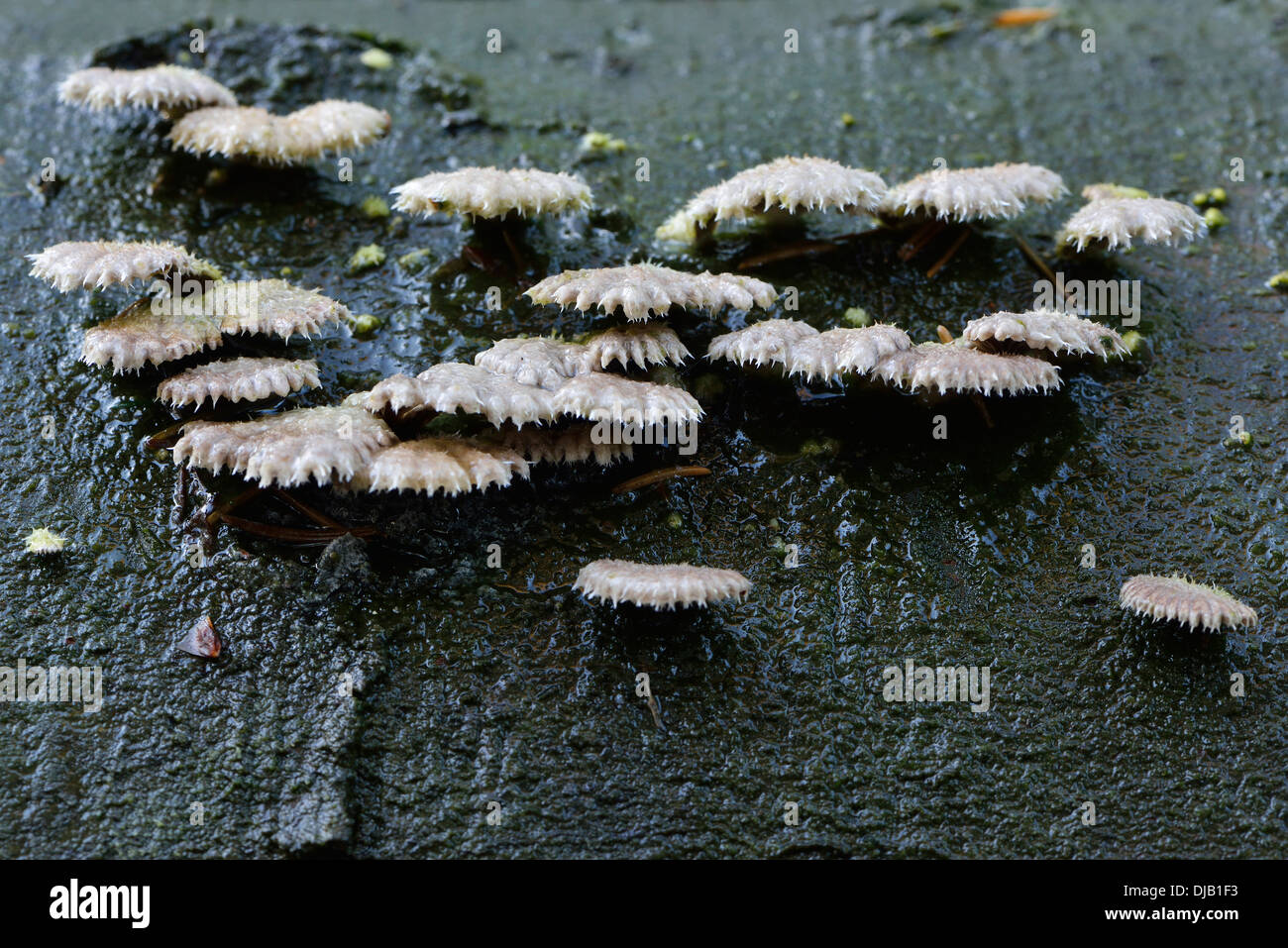 Porecrust comune, Split Gill (Schizophyllum comune), Bassa Sassonia, Germania Foto Stock