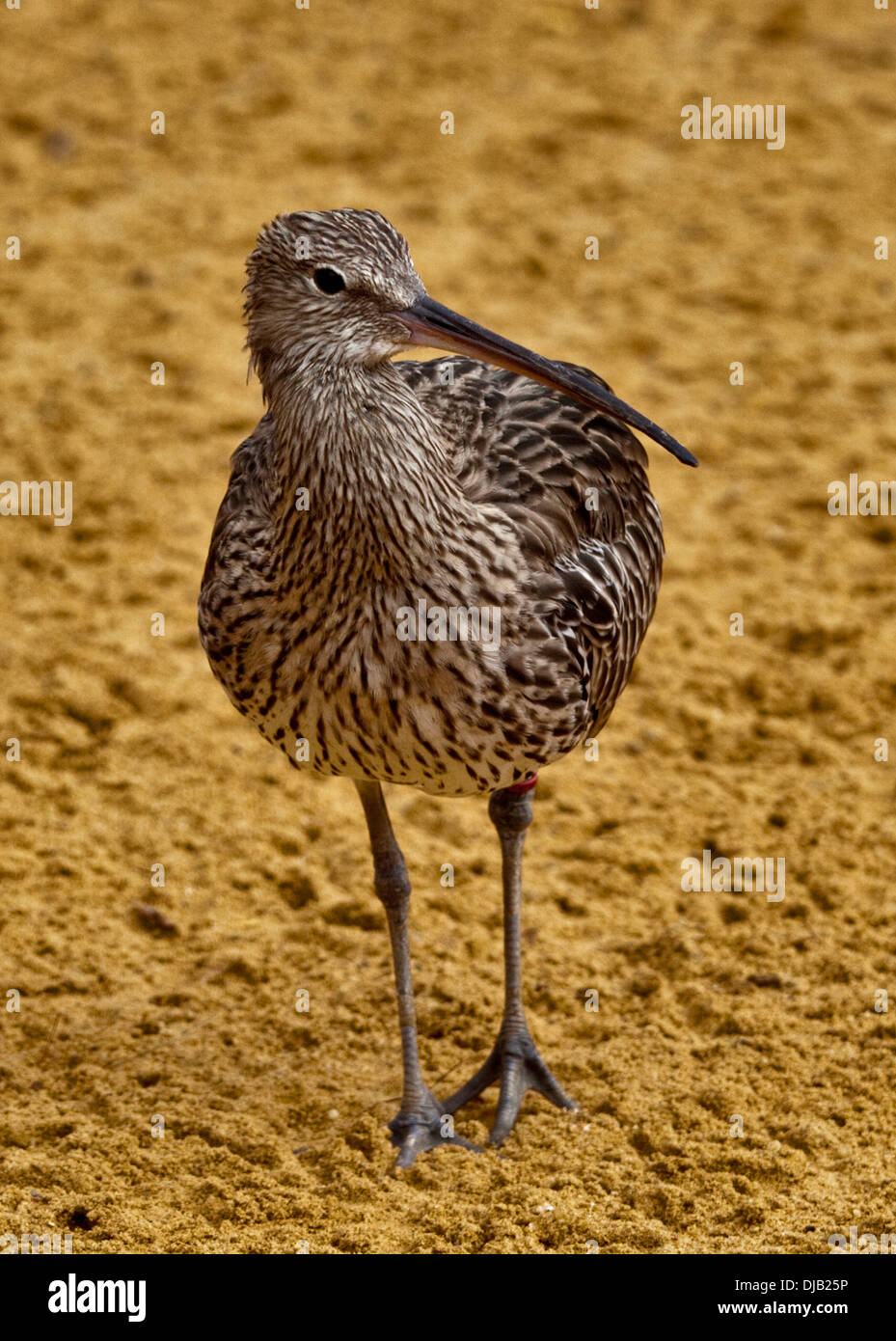 Eurasian Curlew (Numenius arquata) Foto Stock