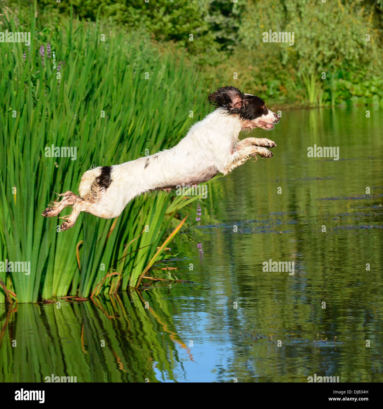 Springer spaniel saltando in acqua Foto Stock