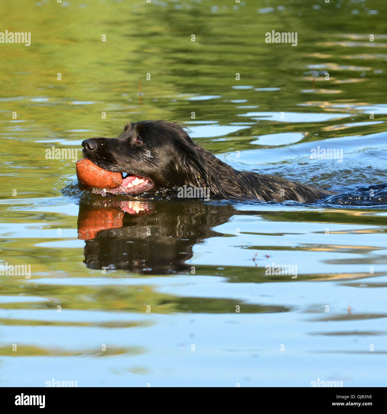 Cocker Spaniel apporting fantoccio Foto Stock