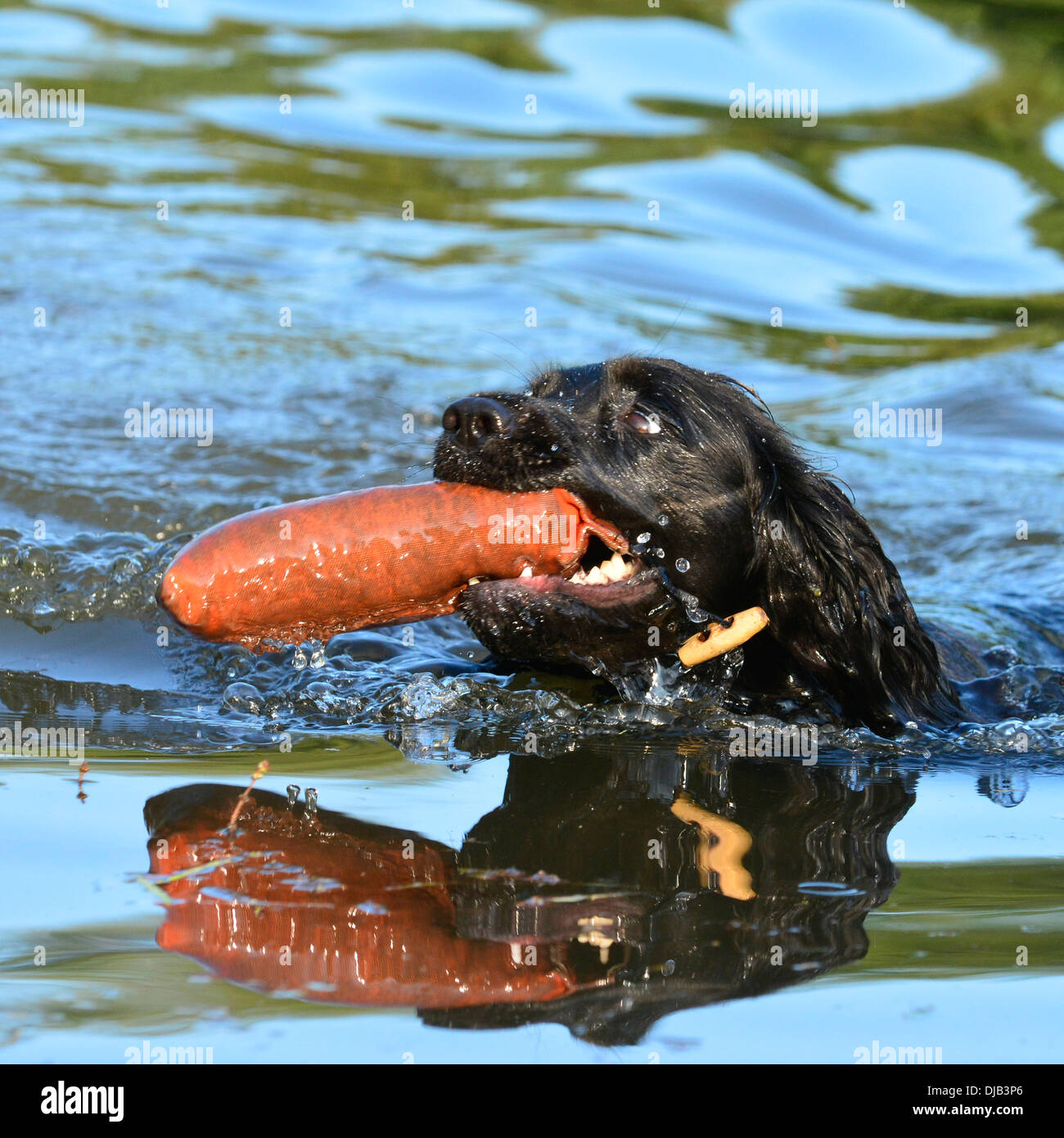 Cocker Spaniel apporting fantoccio Foto Stock