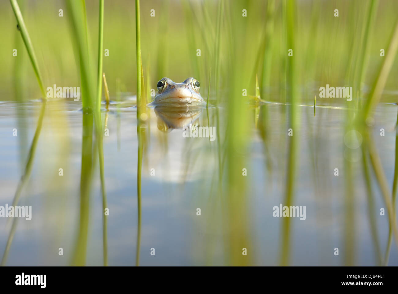 Moor Frog (Rana arvalis) in acque poco profonde, Sassonia-Anhalt, Germania Foto Stock