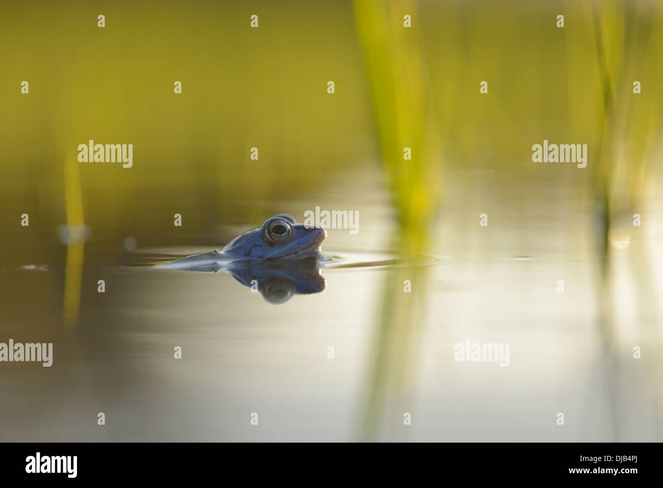 Moor Frog (Rana arvalis), maschio in acque poco profonde, Sassonia-Anhalt, Germania Foto Stock