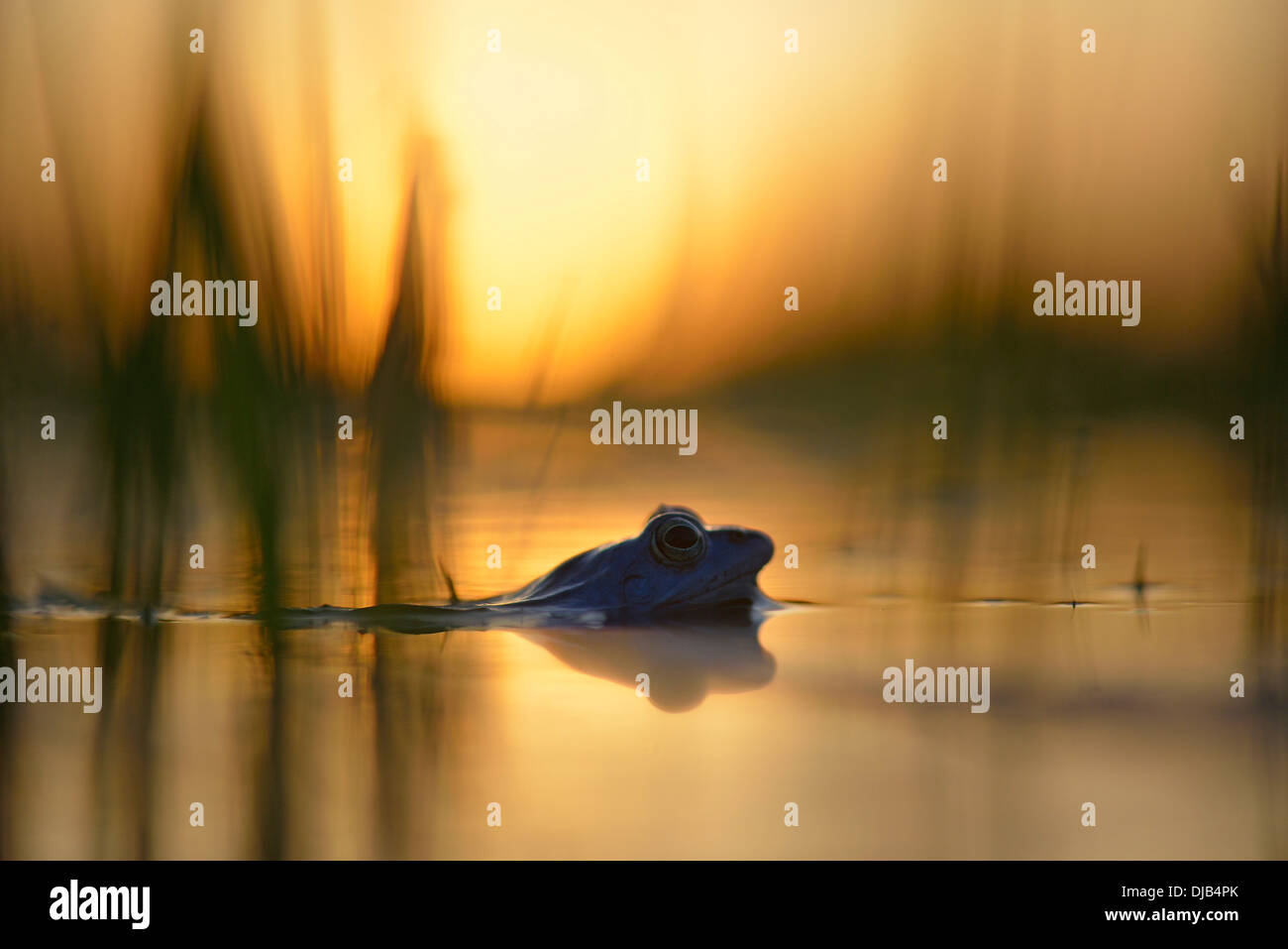 Moor Frog (Rana arvalis), maschio in acqua poco profonda nella luce della sera, Sassonia-Anhalt, Germania Foto Stock