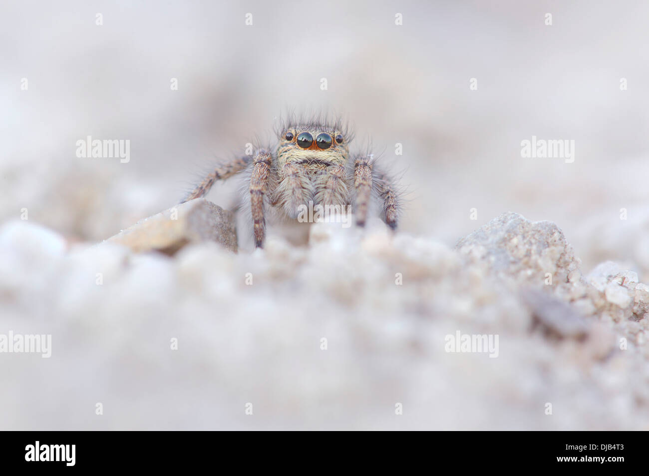 Gli occhi di oro jumping spider (Philaeus chrysops), femmina, Brandeburgo, Germania Foto Stock