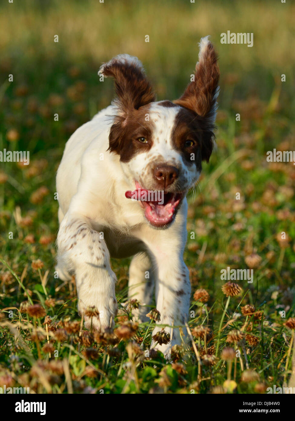 Springer spaniel cucciolo Foto Stock