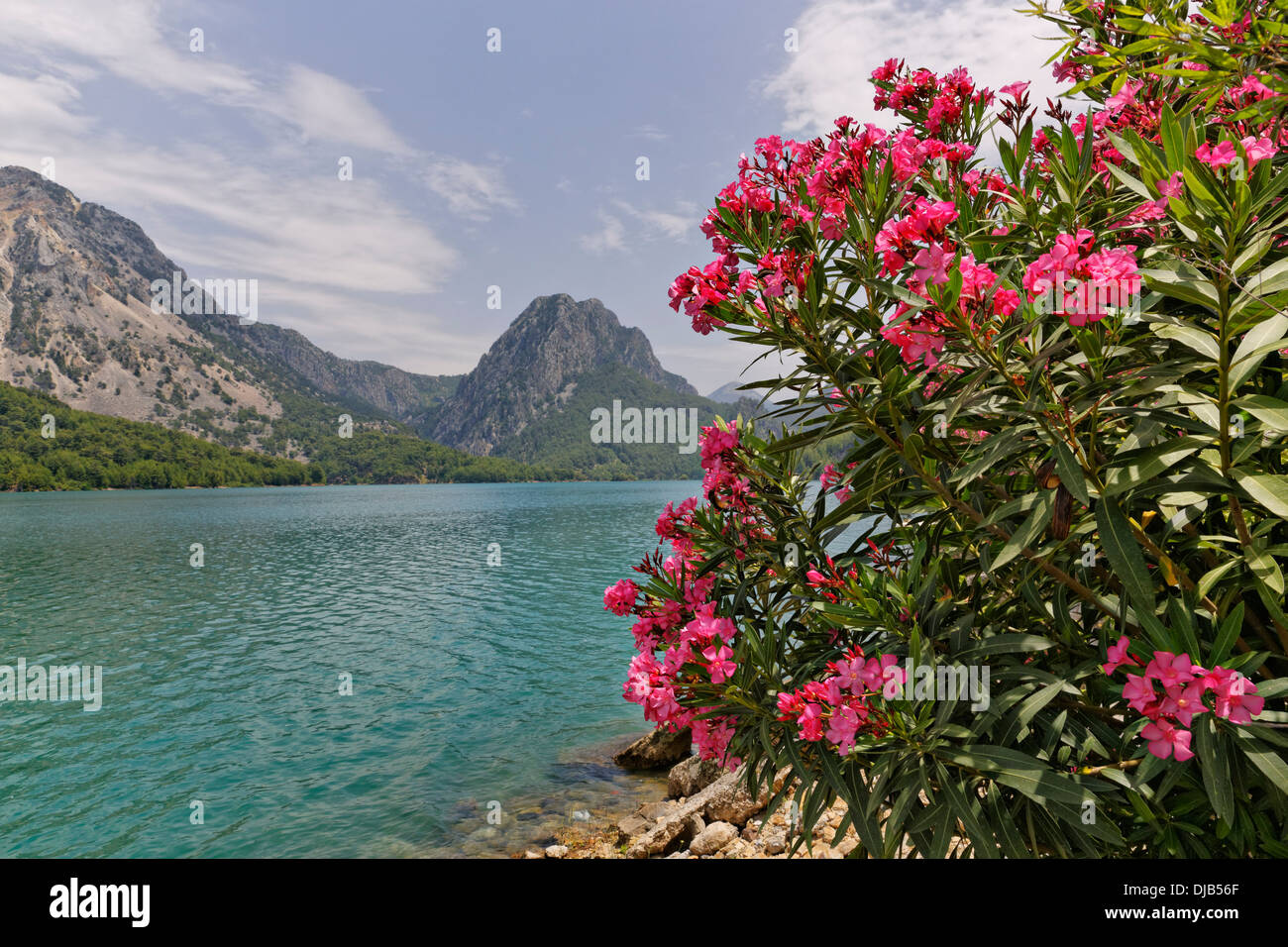 Oleandro (Nerium oleander) crescente presso la diga di Oymapınar, Manavgat, Provincia di Antalya, Turchia Foto Stock