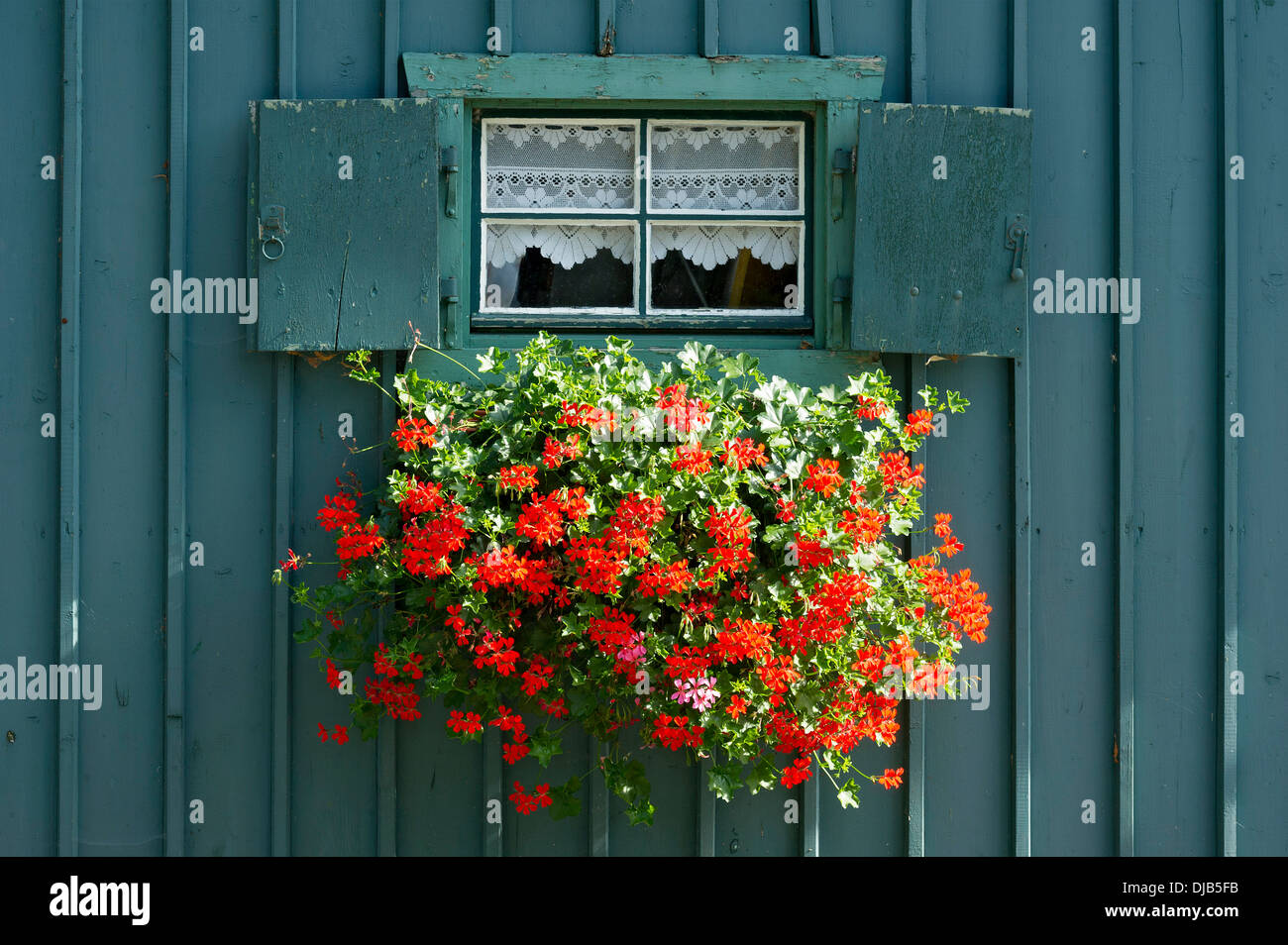 Finestra con persiane e fioriera con gerani (Pelargonium sp.) sulla benzina-colorata capanna in legno, il lago di Starnberg, Starnberg Foto Stock