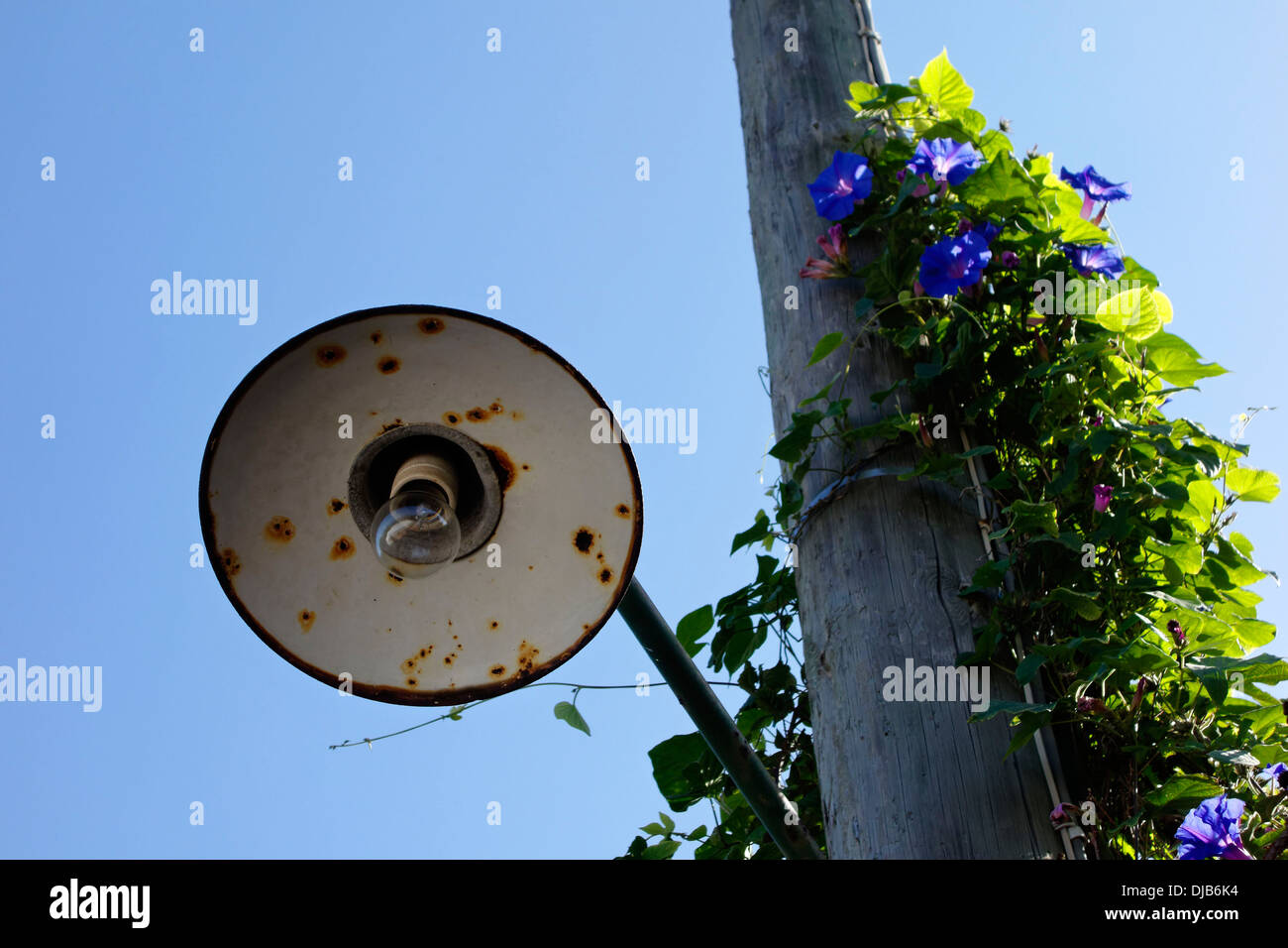 Lampione contro il luminoso cielo blu, Anacapri, Capri, Campania, Italia, Europa Foto Stock