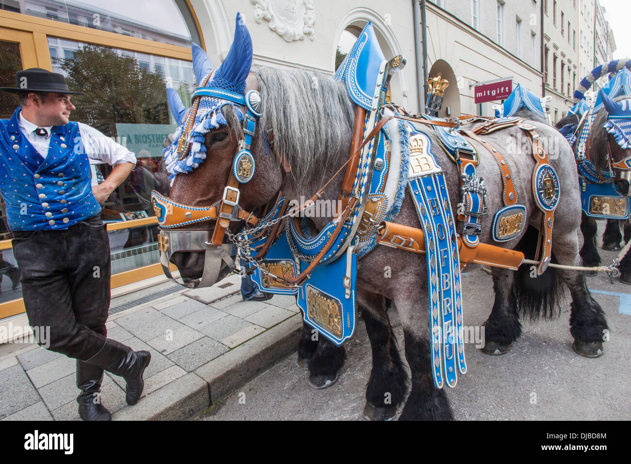 In Germania, in Baviera, Monaco di Baviera, Oktoberfest, cavalli vestiti in livrea del Festival Foto Stock