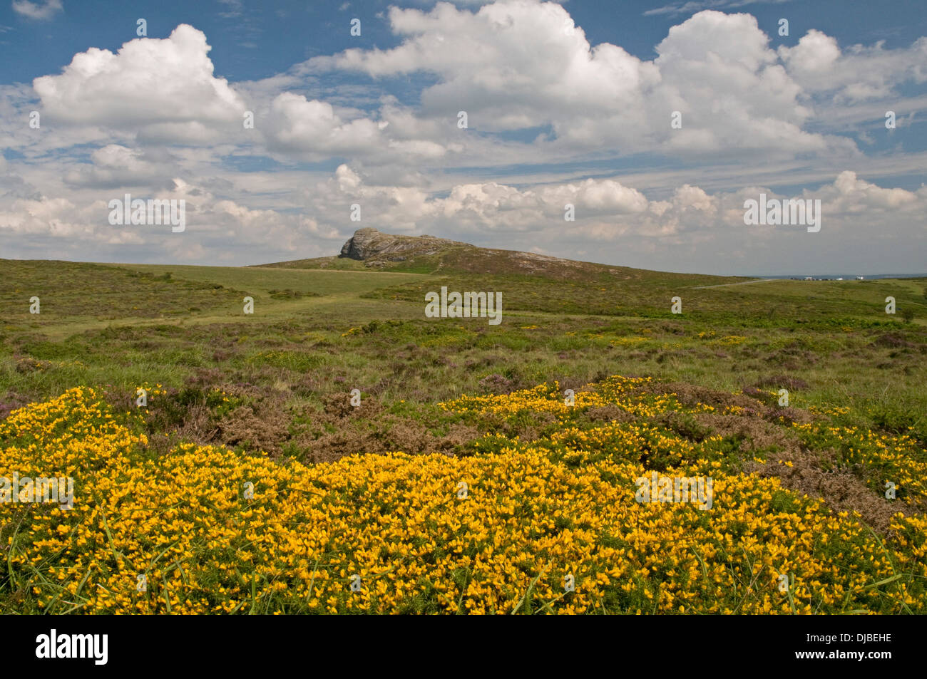 Guardando ad est di Haytor su Dartmoor, attraverso un tappeto di primo piano delle ginestre fiorite e Heather Foto Stock