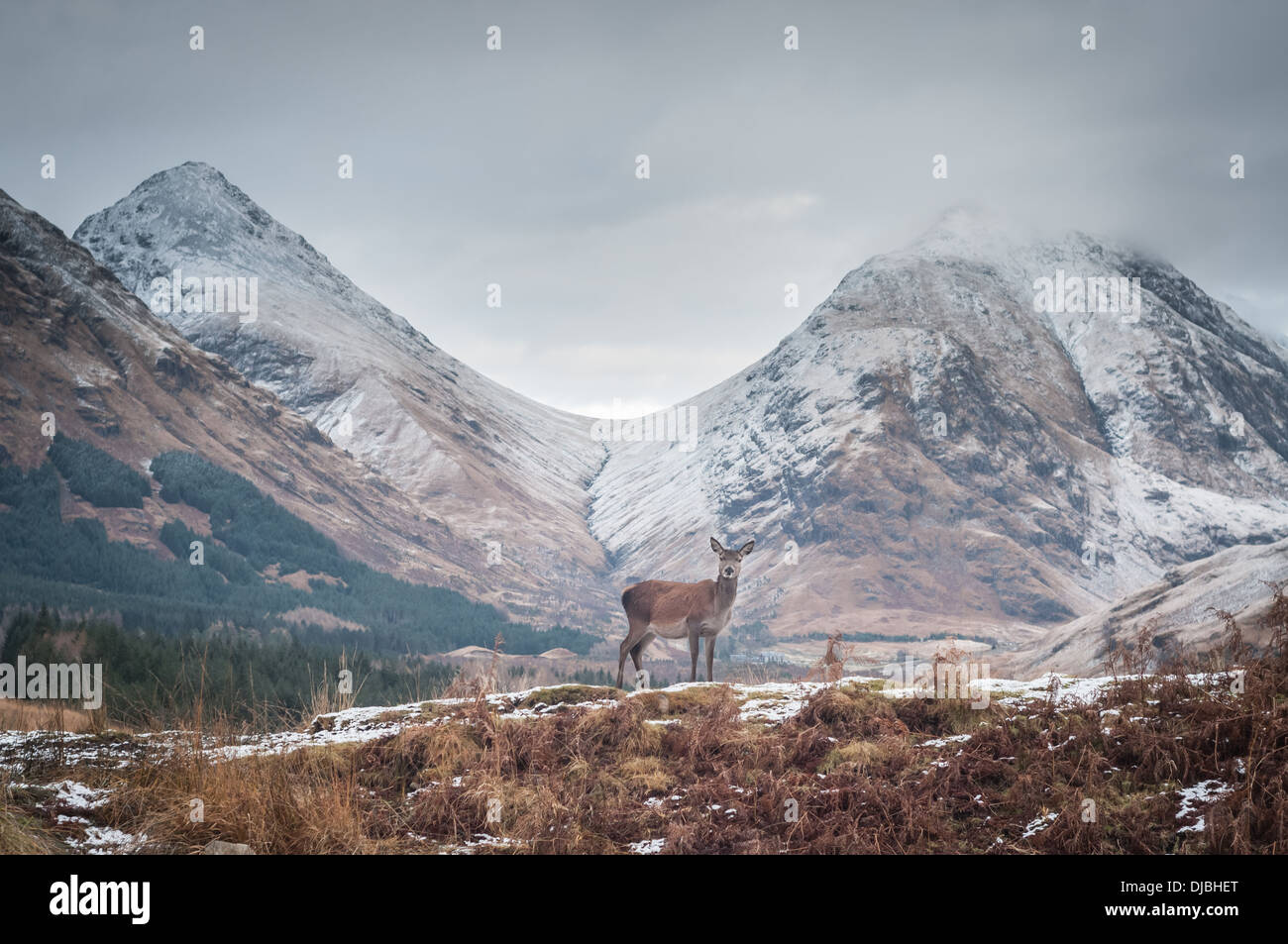 Lone cervi in Glen Etive in inverno, con Buachaille Etive Beag e Buachaille Etive Mor in background Foto Stock