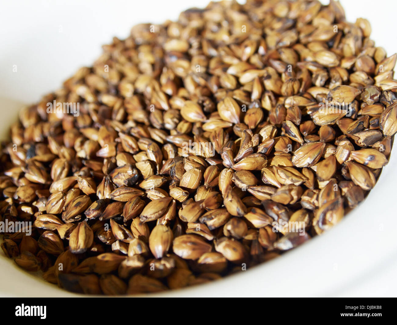 Arrostire i semi di orzo Foto Stock