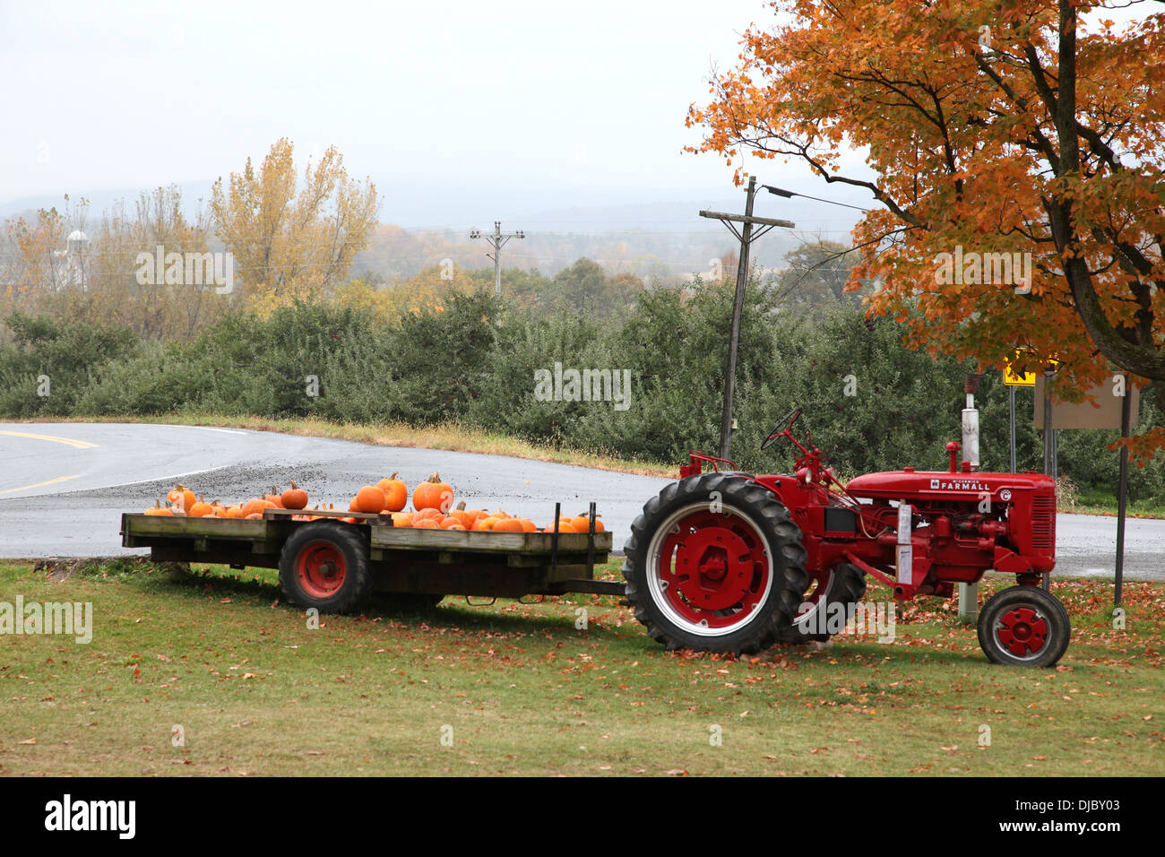 Il trattore e il sollevatore con zucche, Shoreham, VT, STATI UNITI D'AMERICA Foto Stock