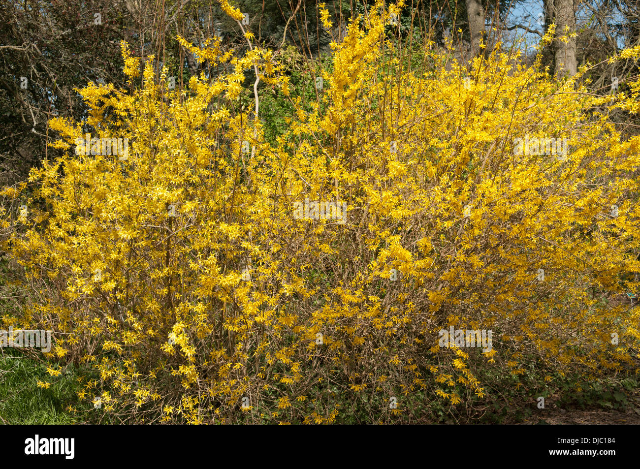 Coltivazione x molla intermedia gloria cresce a giardino RHS Wisley Foto Stock