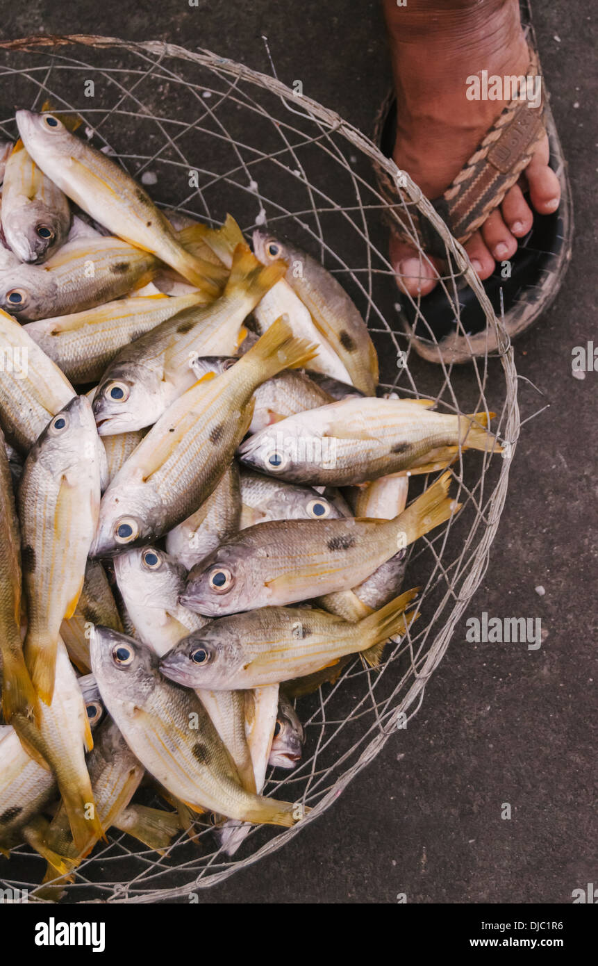Un contenitore di filo in appoggio sul pavimento visualizza il pesce fresco in vendita al di fuori di Deira il mercato del pesce. Dubai, EAU. Foto Stock