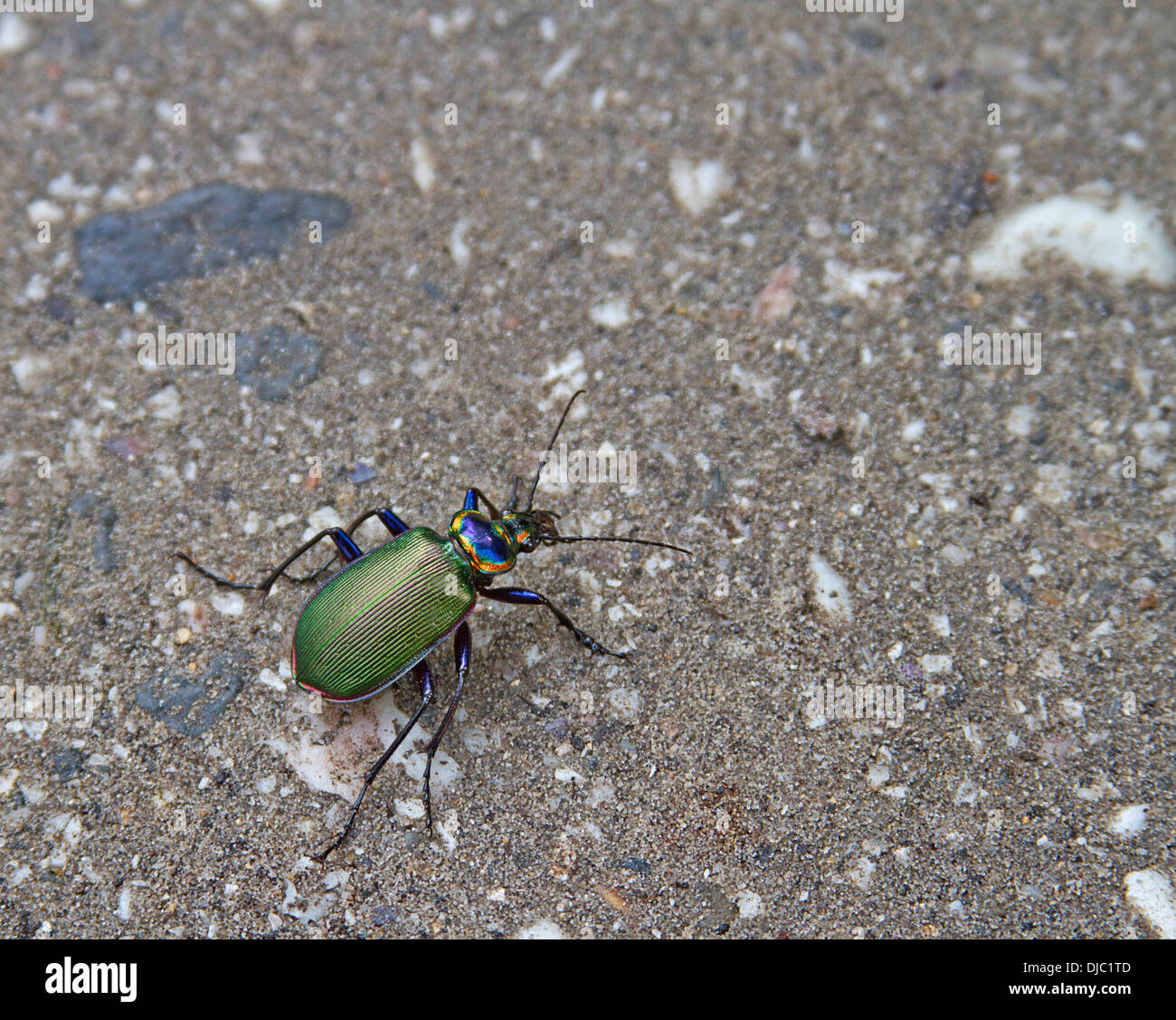 Un colorato, Fiery distintivo searcher beetle chiamato anche il cacciatore di caterpillar vagare attraverso il terreno Foto Stock
