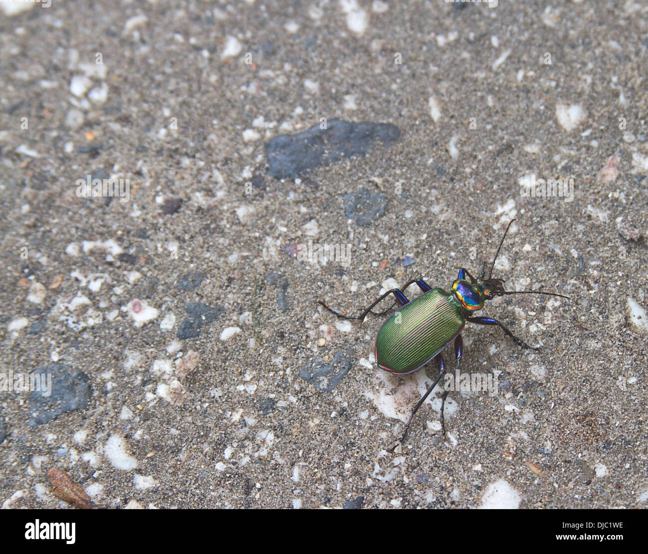Close up della coloratissima fiery searcher beetle Foto Stock