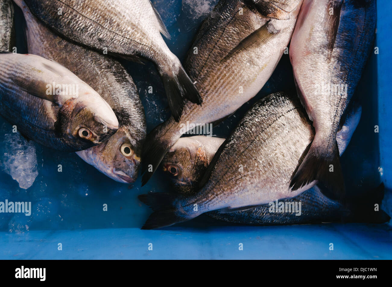 Di recente il pesce pescato attende di essere messi in vendita a Deira il mercato del pesce. Dubai, EAU. Foto Stock
