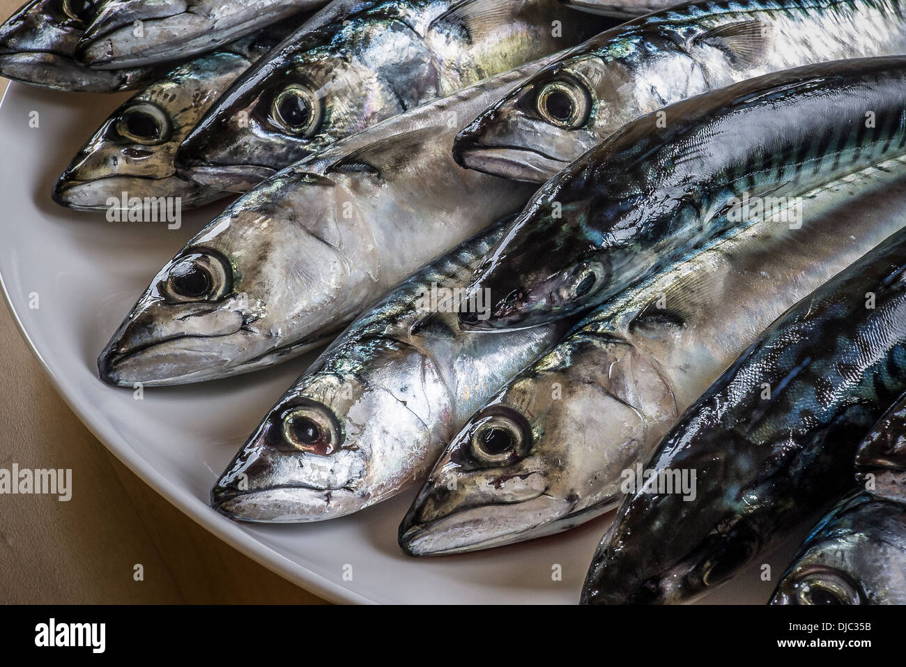 Piastra di appena pescato il pesce sgombro Foto Stock
