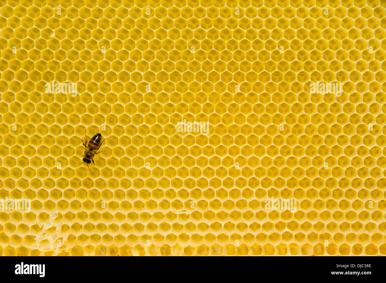 Schema a nido d'ape con giallo le celle vuote nella luce del giorno Foto Stock