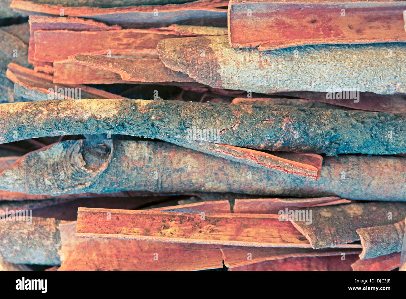 Vero cannella proviene dalla corteccia interna di un albero chiamato Cinnamomum verum Foto Stock