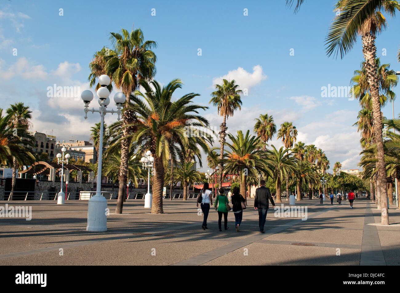 Palme lungomare alberato a Moll de la Fusta - Dock in legno che corre lungo Passeig de Colom, barcellona catalogna Foto Stock