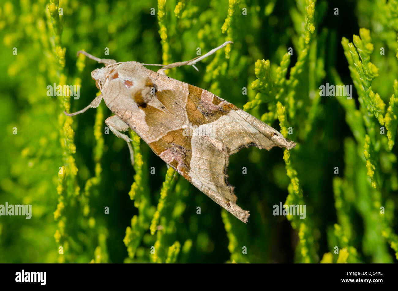 Sfumature di angolo moth [Phlogophora meticulosa] Sussex, Regno Unito Agosto Foto Stock