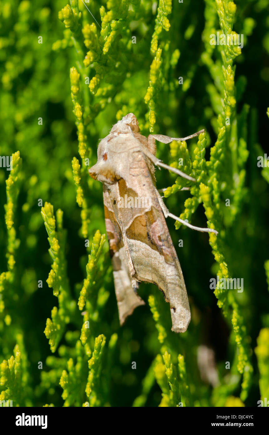 Sfumature di angolo moth [Phlogophora meticulosa] Sussex, Regno Unito Agosto Foto Stock