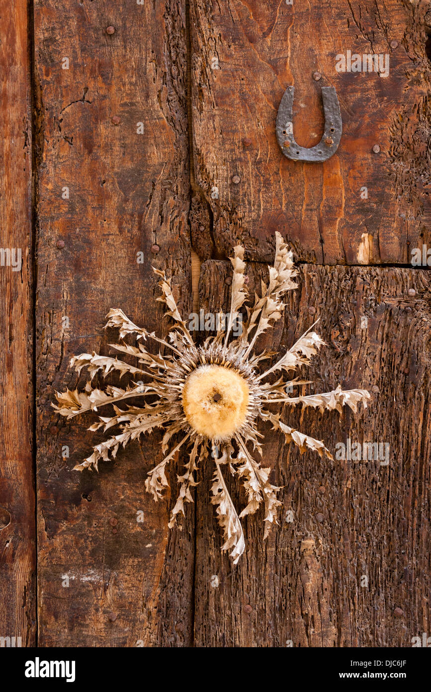 Essiccato Cardabelle fiore su una vecchia porta di legno della casa di Saint-Guilhem-le-Désert, Languedoc-Roussillon, Francia Foto Stock