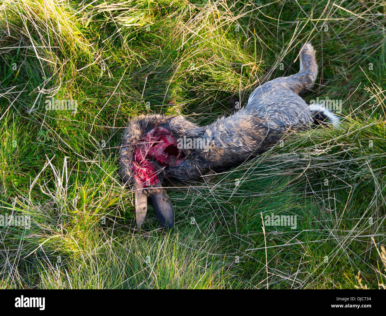 Morto un coniglio selvatico oryctolagus cuniculus sdraiati sull'erba in parte mangiato da uno sconosciuto Carnivoro di piccole dimensioni Foto Stock