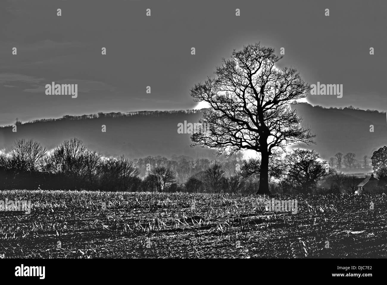 Un bianco e nero vista orizzontale di un campo di olivi, England, Regno Unito Foto Stock