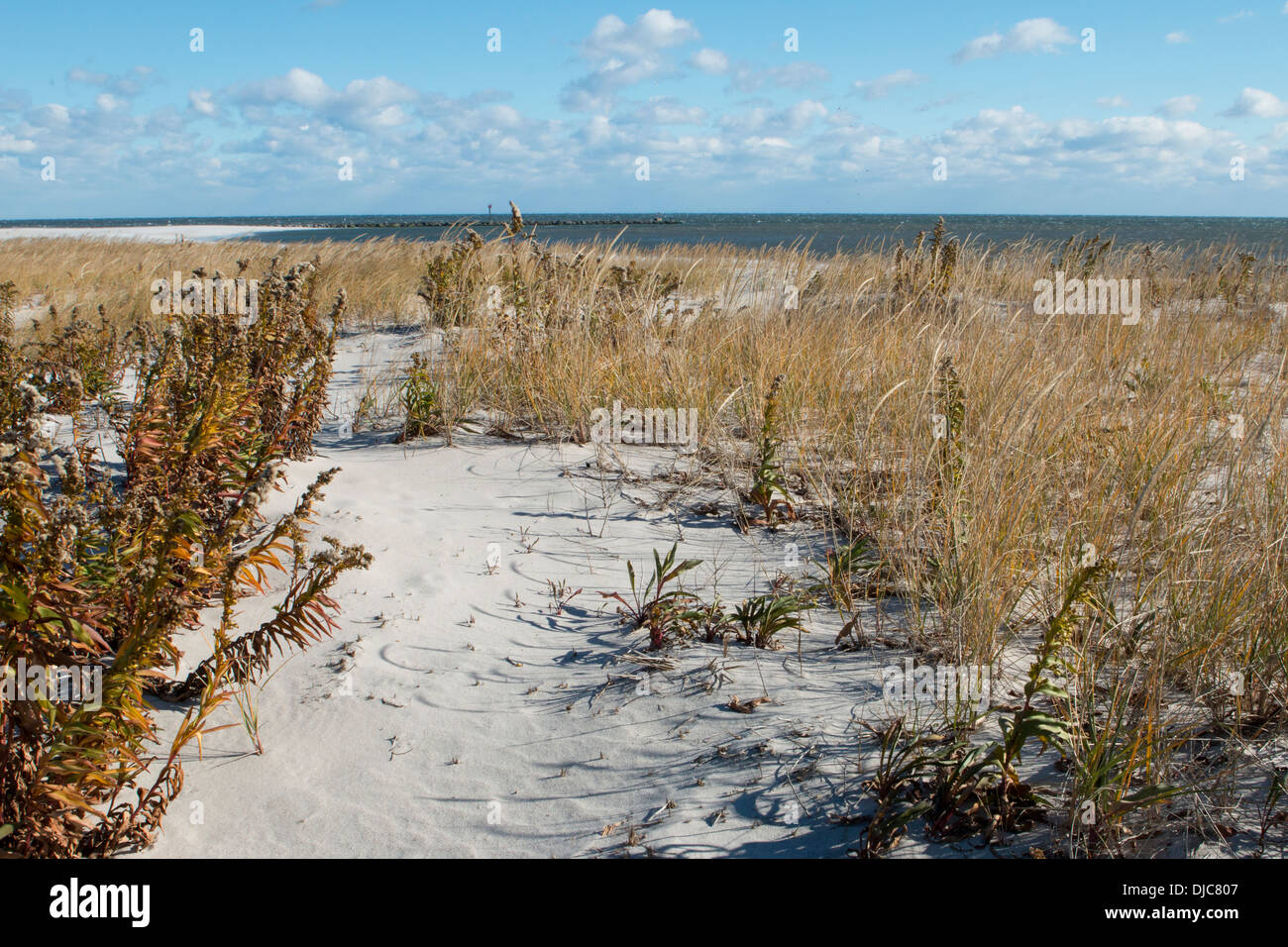 Barnegat lighthouse membro Park Beach Foto Stock