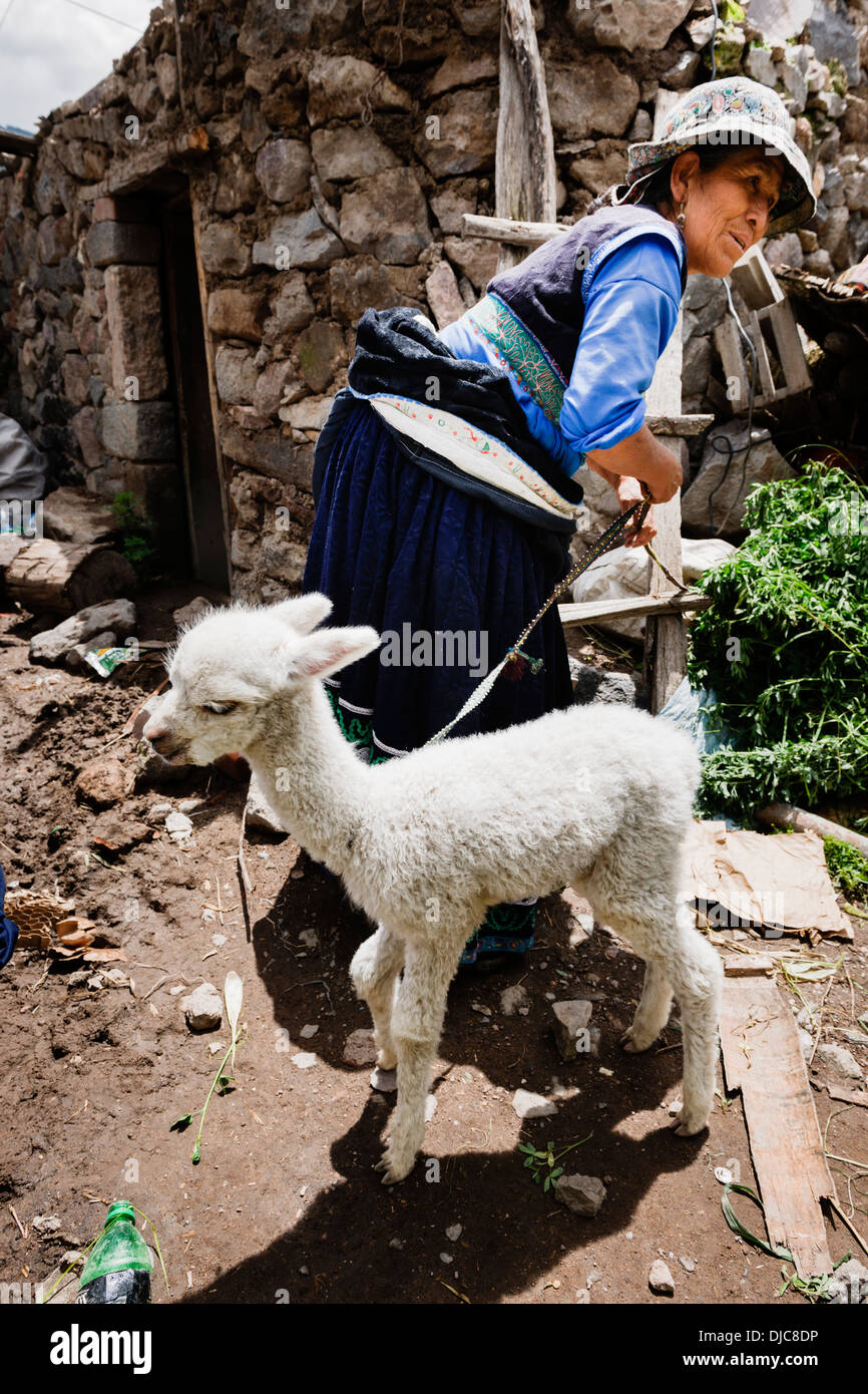 Un abitante di un villaggio in mostra il suo bambino llama nel villaggio di Maca nella valle del Colca a nord di Arequipa, Perù. Foto Stock