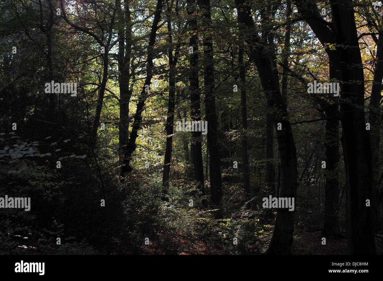 Burnham Beeches Bosco in autunno nel Buckinghamshire, Inghilterra Foto Stock