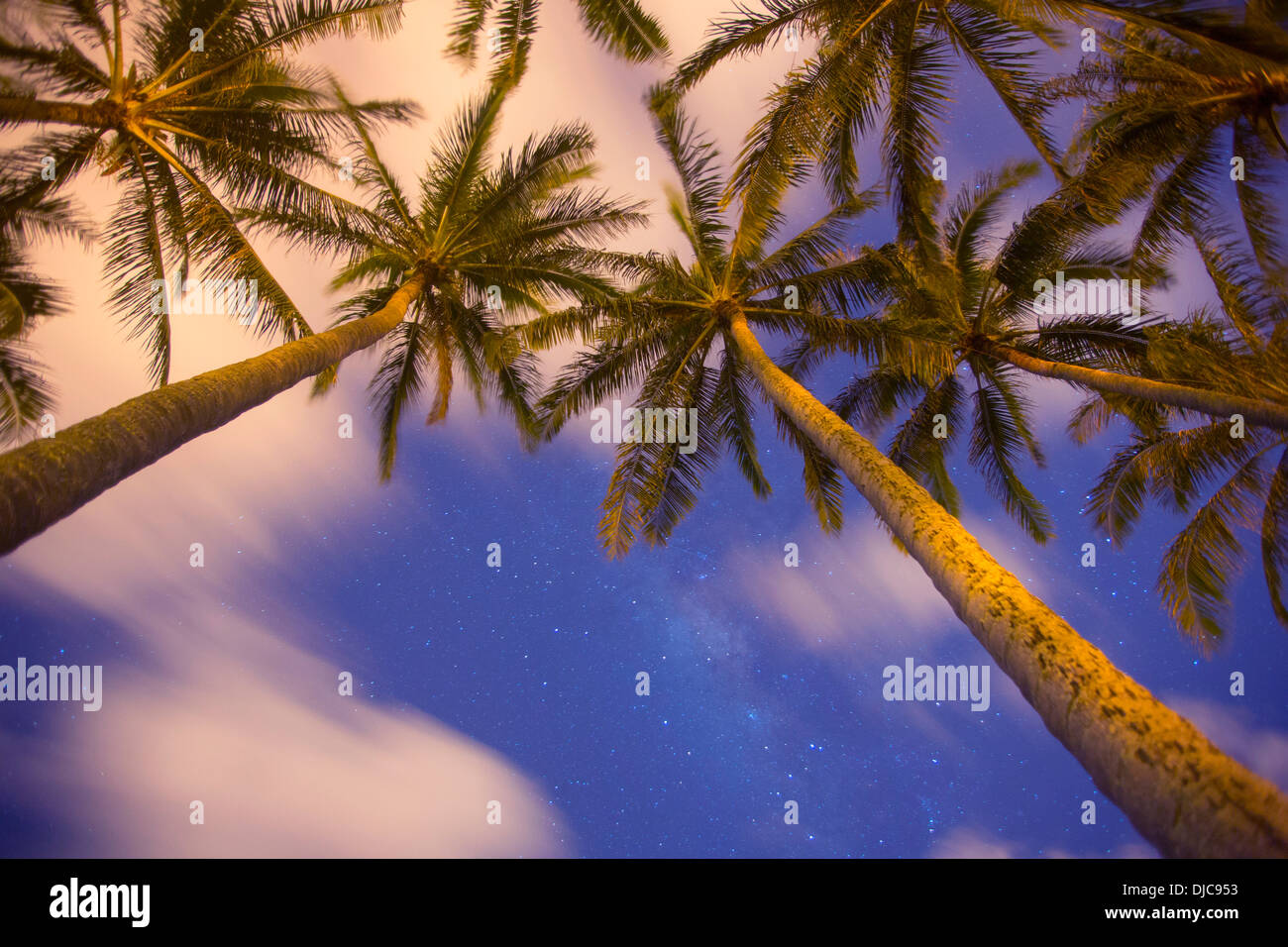 Palme di Cocco di notte con la Via Lattea, Oahu, Hawaii Foto Stock