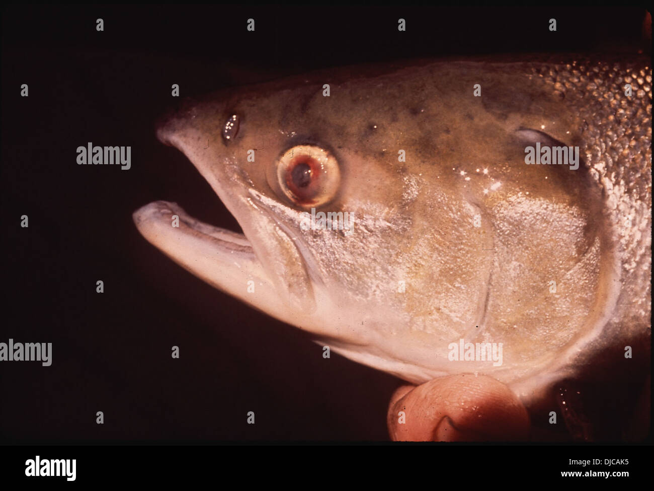 Un primo piano dell'occhio sinistro di un salmone sockeye affetto da bolla gassosa, un problema che colpisce la salute del pesce. Questa immagine è stata scattata al National Environmental Research Center. Foto Stock
