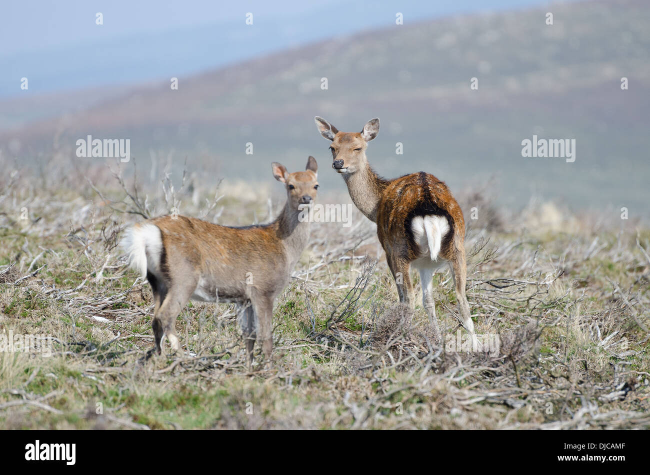 Red Deer in Wicklow, Irlanda Foto Stock