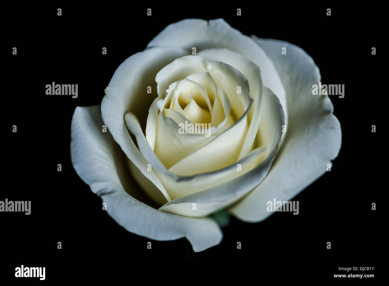 Ripresa Macro Di Una Rosa Bianca Su Sfondo Nero Foto