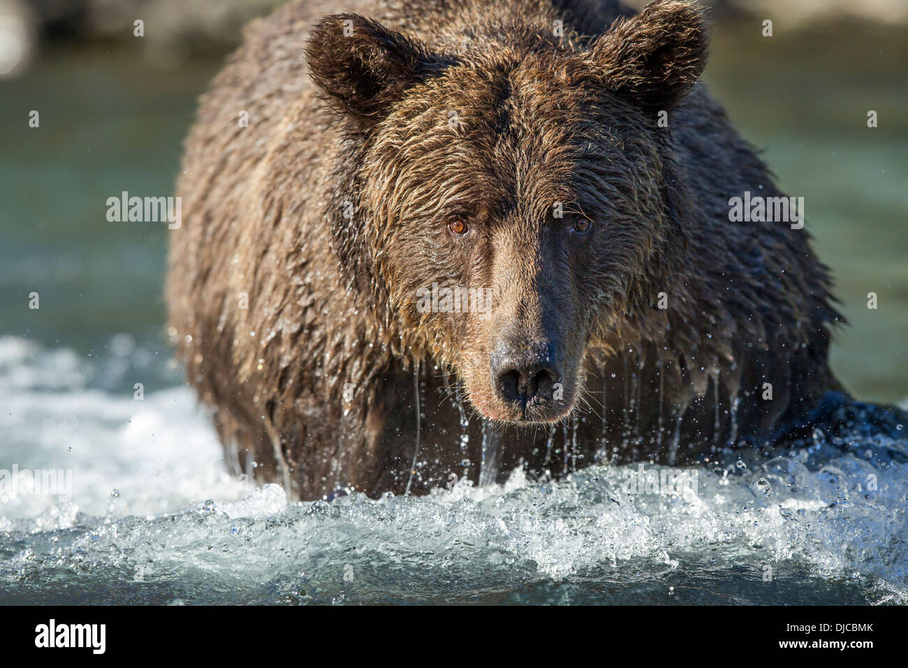 Stati Uniti d'America, Alaska Katmai National Park, costiere l'orso bruno (Ursus arctos) la pesca in zone di deposizione delle uova di salmone flusso lungo il porto geografico Foto Stock